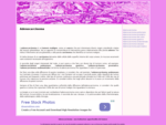 Adenocarcinoma - Informazioni sul tumore - Adenocarcinoma. it