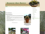Advanced Arid Exotics - Echinocactus Grusonii - Barrel Cactus - Golden Balls - Home