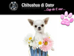 Allevamento Chihuahua - Cup De Couer Chihuahua di Dany - Riproduzione e vendita cuccioli Chiwawa Ber