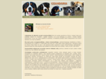 Psy rasowe - Duży Szwajcarski Pies Pasterski, Enttlebucher, Appenzeller Sennenhund