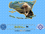 Allevamento della terra del mare Labrador Retriever in Sicilia di Massimo D'Urso