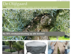 Spaanse olijfboom van de olijfbomen specialist – De Olijfgaard