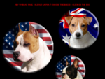GANG STAFF Kennel American Staffordshire Terrier, Boston Terrier, Jack Russell Terrier