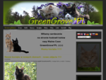 GreenGrove*PL - Maine Coon Cattery - hodowla kotów rasy Maine Coon