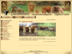 Gospodarstwo Ekologiczne DONATOWO - Highland Cattle, hodowla, sprzedaż, ekologia, szkockie bydło