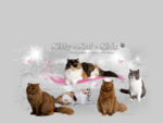 Kitty Kat Kids – A British Longhair & Shorthair Cattery