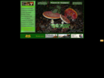 Memento des champignons, dictionnaire des champignons, encyclopédie des champignons, guide des ch