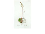 Drosera. be - carnivorous plants