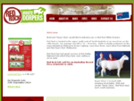 Red Rock Whitedorpers White Dorper Sheep Stud, Dorpers For Sale