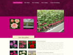 Roodenburg Rose Products Overview