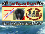 Elevage de chiens de Terre-Neuve TEE PEEOU BEARS