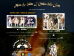 Allevamento L Ombra della luna selezione di alta genealogia cani razza Akita e Shiba