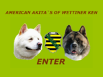 Alles über den American Akita - wir züchten aus Leidenschaft.