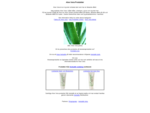 Aloe Vera produkter och information om Aloe vera i allmänhet