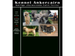 Kennel Ankercairn Cairn Terrier hvalpe til salg