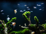 Designer Fish Tanks  Bespoke Aquariums  Custom Aquarium Design