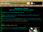 Buy Bamboo Plants, Poles Bamboo Hedges from Bamboo Plants Whitsunday Queensland