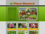 Buy bromeliad plants online