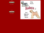 Bodasca - Cesky terriers en Softcoated Wheaten terriers