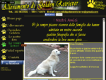 Golden Retriever | Allevamento e vendita cuccioli