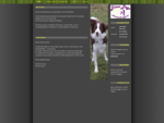 DISCO DOGS - HondenDemoGroep