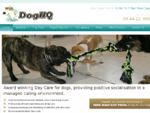 DogHQ - North Shore's Award Winning Dog Day Care