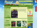 Florini. pl Internetowy sklep ogrodniczy, byliny, kwiaty, rośliny liściaste, krzewy, pnącza, t