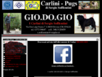 Carlini - Pugs - GIO. DO. GIO di Sergio Soffientini - Benvenuti nel sito dell'allevamento di Carlini