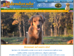 Goldendorado - Allevamento cuccioli cane Golden Retriever