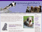 Perro de Agua Espanol (Spaanse waterhond) kennel Gonnagitcha's