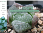 Welcome to Haworthia | New Zealand Bred Species Hybrid
