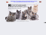 Koty brytyjskie Hodowla NILFGAARD*PL - kot brytyjski krótkowłosy, british shorthair cats