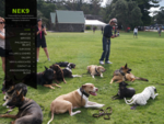 NEK9 | Professional Dog Training Services | Specialising in Basic to Advanced Obedience Behavi