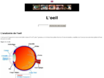 Olsco - L'anatomie de l'oeil - Tout sur l'anatomie de l'oeil, des yeux - la rétine - cônes - couleu
