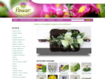 Hurtownia florystyczna - sztuczne kwiaty na każdą okazję - PAWAR