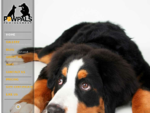 Pet Photography, Dog Photographer, PawPals Photography | Professional pet photography for all dog