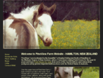 Horses for sale - Bays, Paint, Coloured and Pinto Horses for sale in Hamilton NZ | PineView Farm