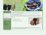 Puppies Plus - Beautiful cross bred, pure breed designer puppies - More than just a puppy!
