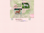 Hodowla retrieverów Pod Jabłonią - labradory, labrador retriever, retriever, hodowla, pies rasow