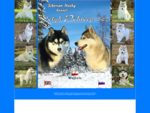 Siberian Husky - Dotyk Północy FCI
