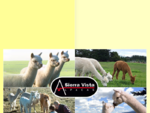 Sierra Vista Alpacas Studs Breeders New Zealand