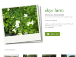 Skye Farm - Murraya Paniculata in various sizes from tube stock to 45litre bags