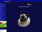 Amelia*PL - Hodowla kotów tajskich i rosyjskich niebieskich - koty syjamskie klasyczne - rodowodowe