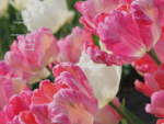 tulipany. pl - Specjalistyczne Gospodarstwo Ogrodnicze B. M. Szymanowscy