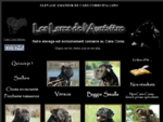 Cane Corso - élevage de chiens de race. Eleveur membre de l'Association Française du Cane Corso.