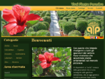 Vivaio piante Paradiso produzione e vendita piante ornamentali a pistoia - catalogo piante online