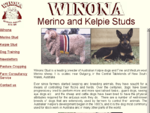 Winona Merino and Kelpie Studs