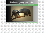 This page is about Gunnar Lisa two african greys in Sweden 