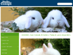 La Stalla dei Conigli Allevamento e vendita conigli nani Ariete, Testa di Leone, Nano Colorato