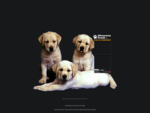 Allevamento Previdiallevamento e vendita cuccioli , Yorkshire Terrier Toy, Bolognese, Maltese